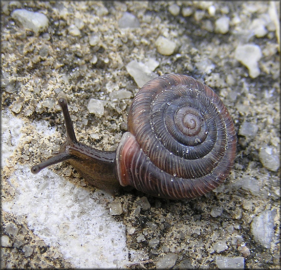 Polygyra cereolus (Mhlfeld, 1816) Southern Flatcoil