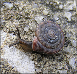 Polygyra cereolus (Mhlfeld, 1816) Southern Flatcoil