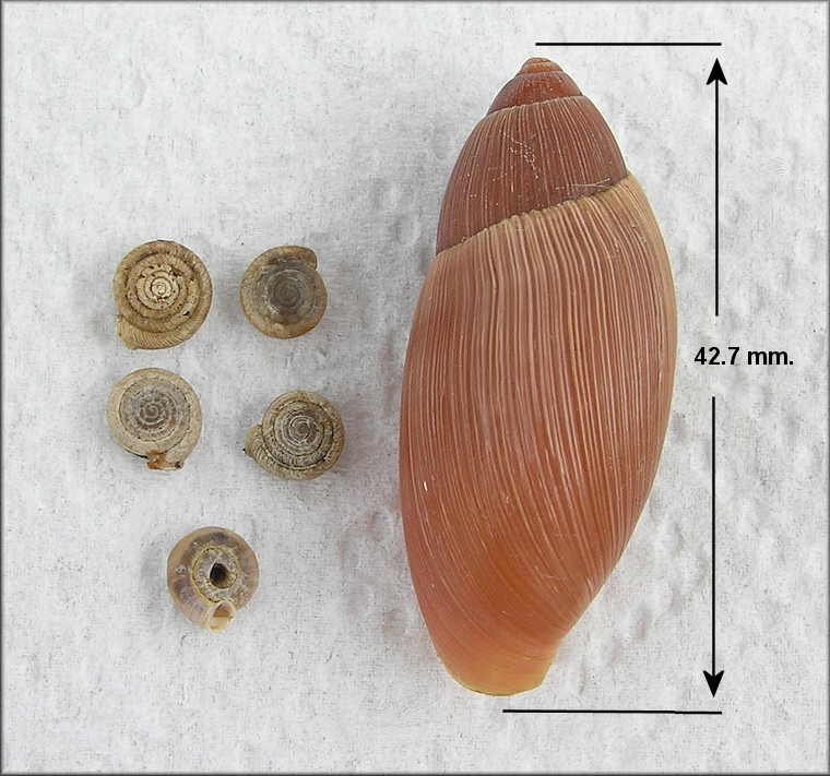 Euglandina rosea (Frussac, 1821) Predation On Polygyra cereolus (Mhlfeld, 1816)