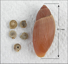 Euglandina rosea (Frussac, 1821) Predation On Polygyra cereolus (Mhlfeld, 1816)