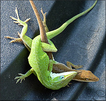 Green Anole [Anolis carolinensis] Mating