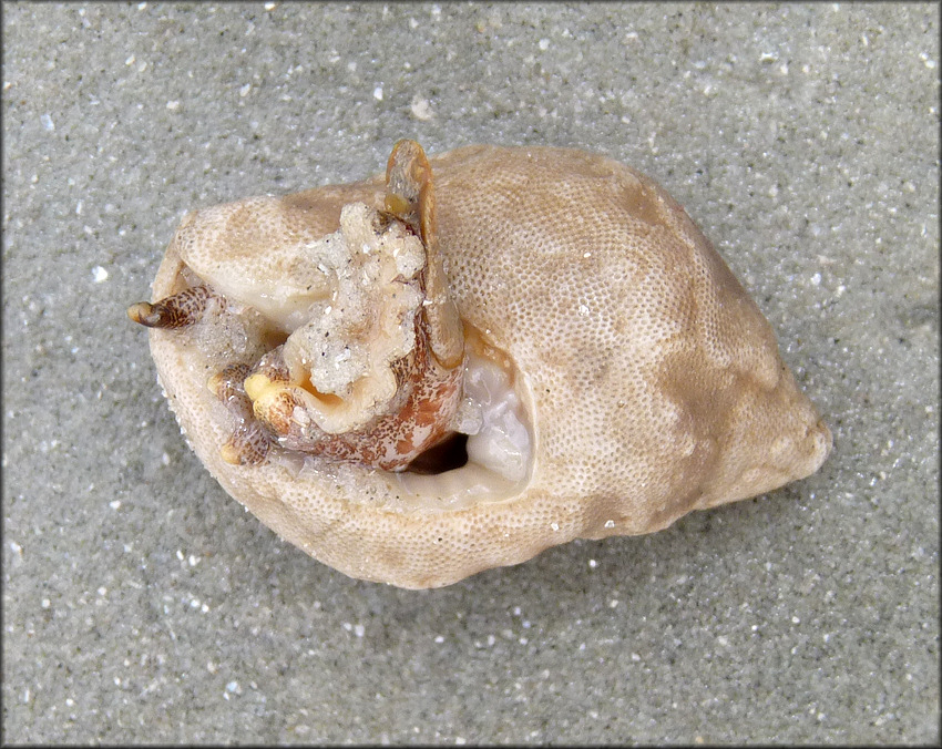 Gemophos tinctus (Conrad, 1846) Tinted Cantharus With Bryozoan Colony