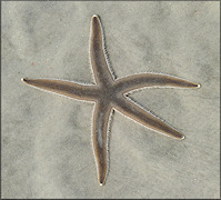 Luidia clathrata (Say, 1825) Lined Sea Star