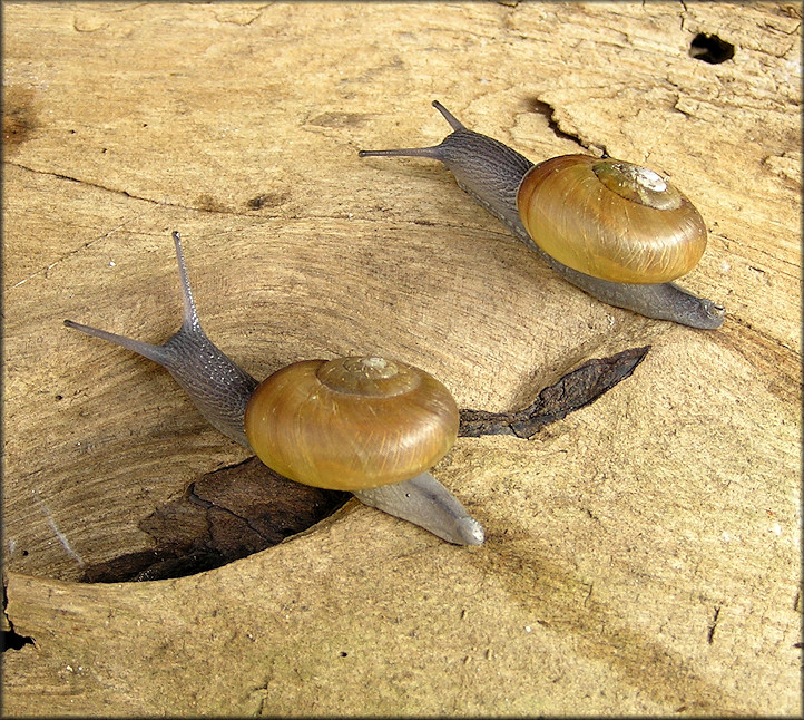 Mesomphix globosus (MacMillan, 1940) Globose Button