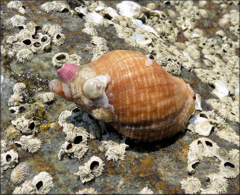 Stramonita haemastoma (Linnaeus, 1767) Florida Rocksnail