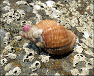 Stramonita haemastoma (Linnaeus, 1767) Florida Rocksnaill