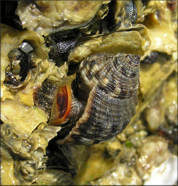 Stramonita haemastoma (Linnaeus, 1767) Florida Rocksnail In Situ