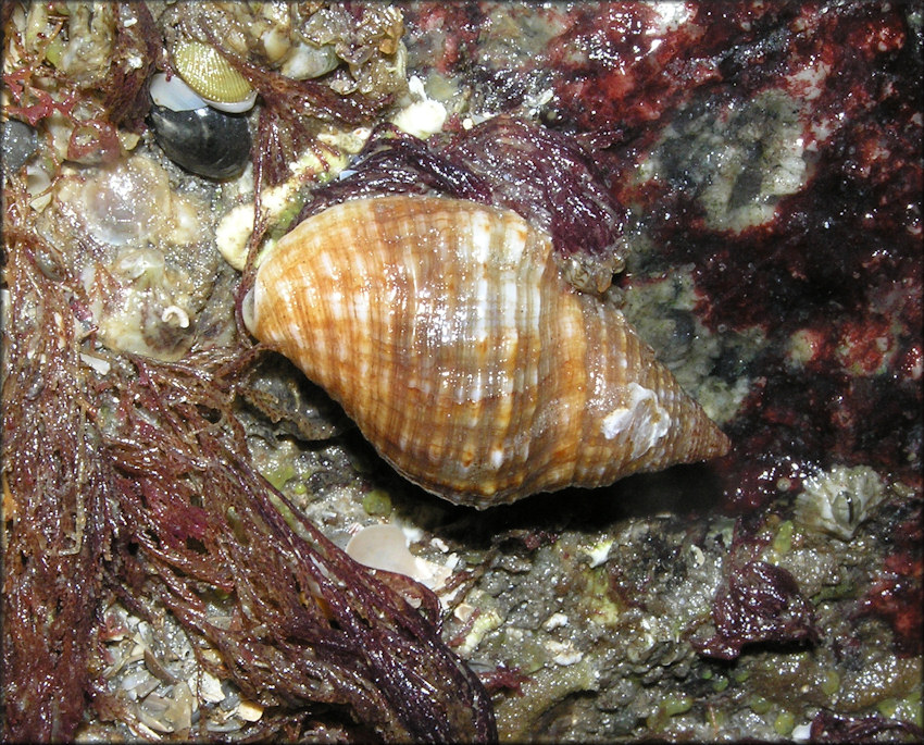 Gemophos tinctus (Conrad, 1846) Tinted Cantharus In Situ