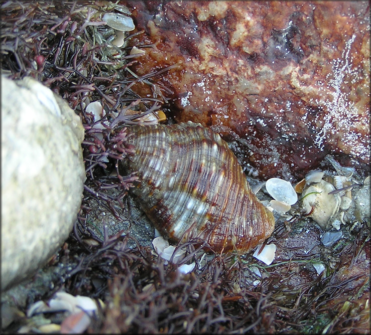 Gemophos tinctus (Conrad, 1846) Tinted Cantharus In Situ