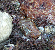 Gemophos tinctus (Conrad, 1846) Tinted Cantharus In Situ