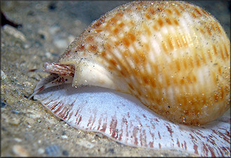 Tonna pennata (Mrch, 1852) Atlantic Partridge Tun In Situ