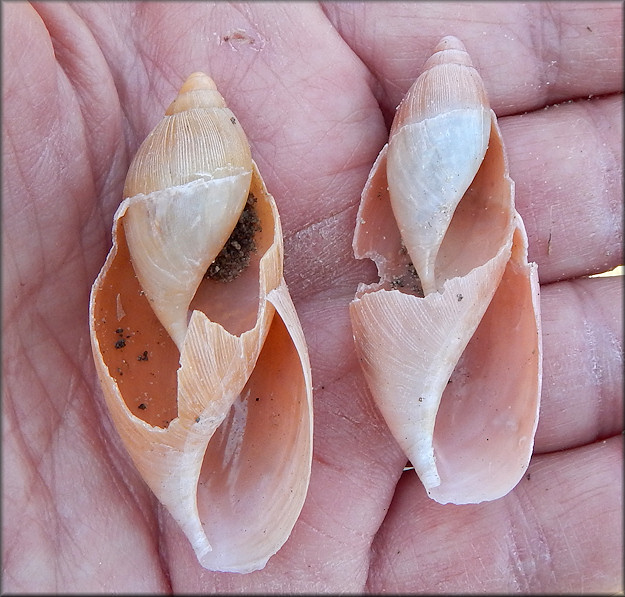 Euglandina rosea (Frussac, 1821) Rosy Wolfsnail