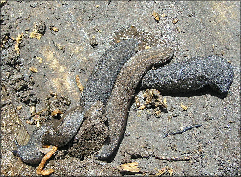 Belocaulus angustipes (Heynemann, 1885) Black-velvet Leatherleaf Brown Form