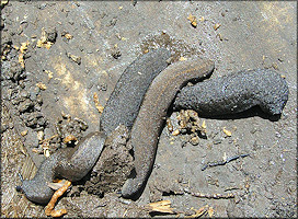 Belocaulus angustipes (Heynemann, 1885) Black-velvet Leatherleaf Brown Form