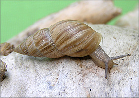 Bulimulus sporadicus (d’Orbigny, 1835)