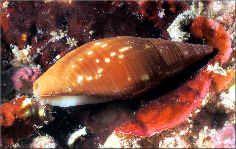 Probata barbadensis (Gmelin, 1791) Barbados Miter