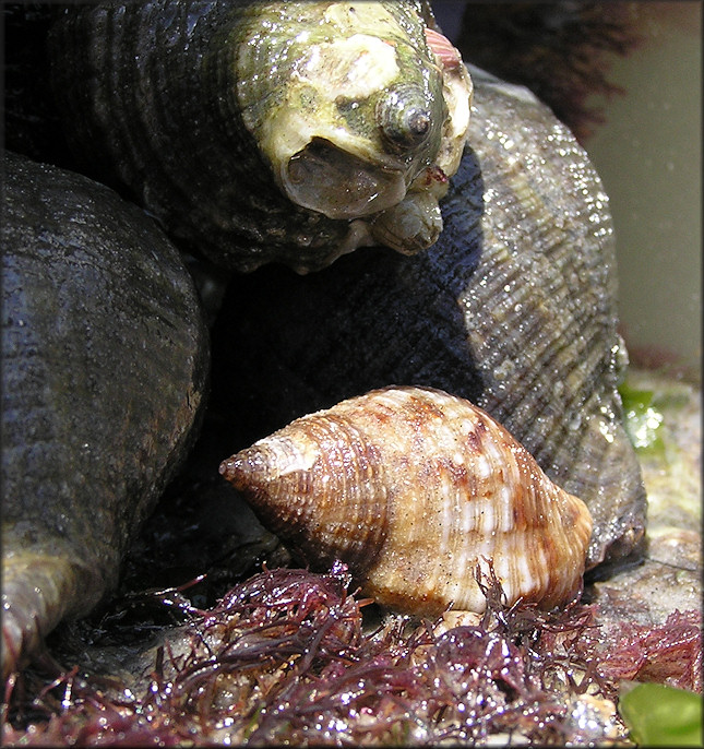 Gemophos tinctus (Conrad, 1846) Tinted Cantharus In Situ