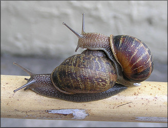 Cornu aspersum (Mller, 1774) Brown Garden Snail