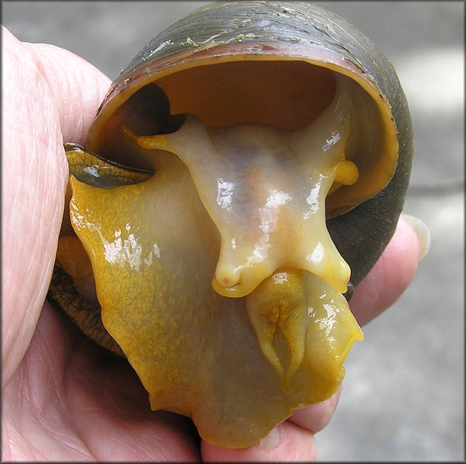 Pomacea maculata with a yellow colored animal found on Windsor Park Drive