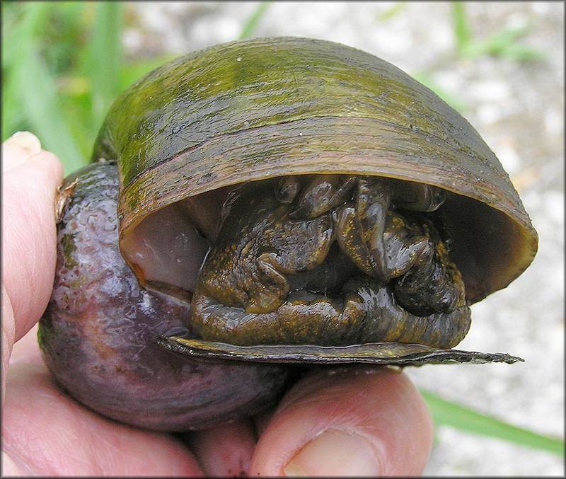 Live Pomacea maculata from Windsor Parke Golf Course