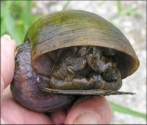 Live Pomacea maculata from Windsor Parke Golf Course