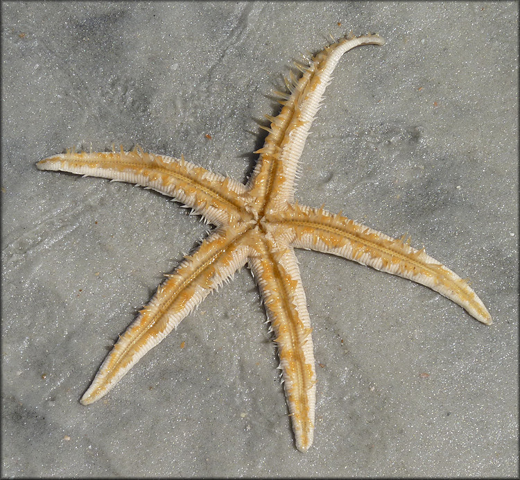 Luidia clathrata (Say, 1825) Lined Sea Star