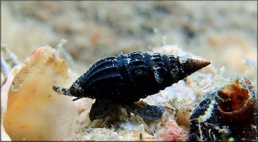 Crassispira fuscescens (Reeve, 1843) Brown-black Drillia In Situ