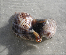 Oliva sayana Ravenel, 1834 Being Devoured By A Cinctura hunteria (G. Perry, 1811) [Eastern Banded Tulip]