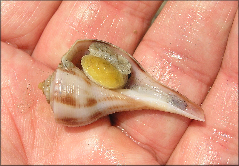 Fulguropsis spirata (Lamarck, 1816) Pear Whelk Living Juvenile