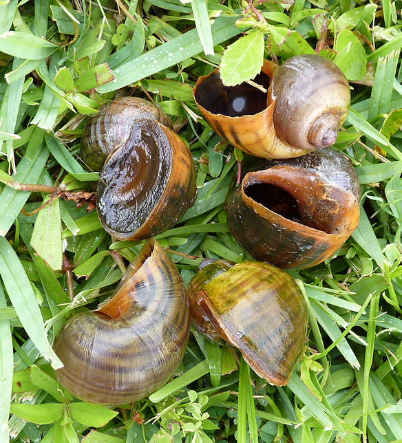 Pomacea maculata from Windsor Park Drive (live specimen and empty shells)