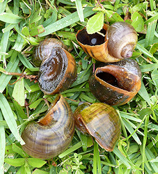 Pomacea maculata from Windsor Park Drive (live specimen and empty shells)