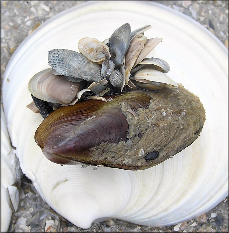 Modiolus  squamosus Beauperthuy, 1967 Southern Horsemussel