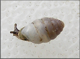 Gastrocopta armifera (Say, 1821) Armed Snaggletooth