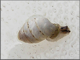 Gastrocopta armifera (Say, 1821) Armed Snaggletooth