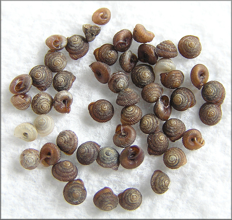 Strobilops texasianus Pilsbry and Ferriss, 1906 Southern Pinecone