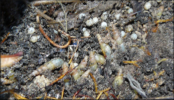 Allopeas gracile (Hutton, 1834) Graceful Awlsnail Mating Aggregation