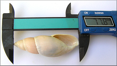 Euglandina rosea (Férussac, 1821) Rosy Wolfsnail - Very Large Specimen