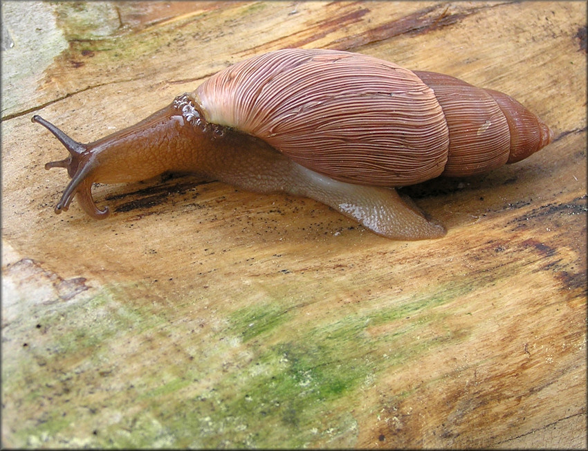 Euglandina rosea (Frussac, 1821) Rosy Wolfsnail