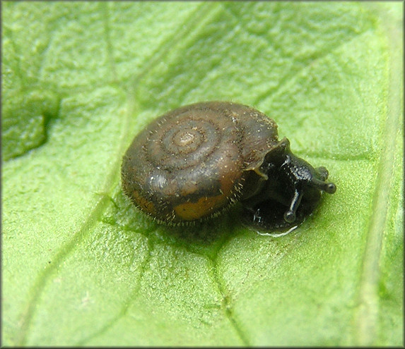 Daedalochila avara (Say, 1818) Florida Liptooth