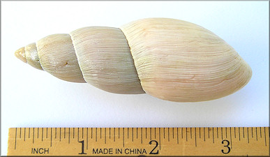 Euglandina rosea (Férussac, 1821) Rosy Wolfsnail - Very Large Specimen