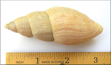 Euglandina rosea (Férussac, 1821) Rosy Wolfsnail - Very Large Specimen