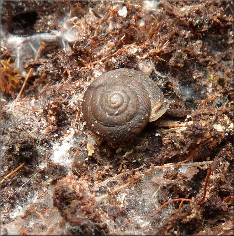 Triodopsis species "Florida Scrub Threetooth" In Situ