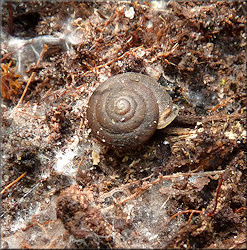 Triodopsis species "Florida Scrub Threetooth" In Situ