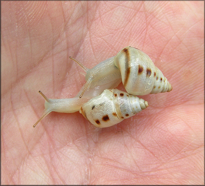 Drymaeus dormani (W. G. Binney, 1857) Manatee Treesnail