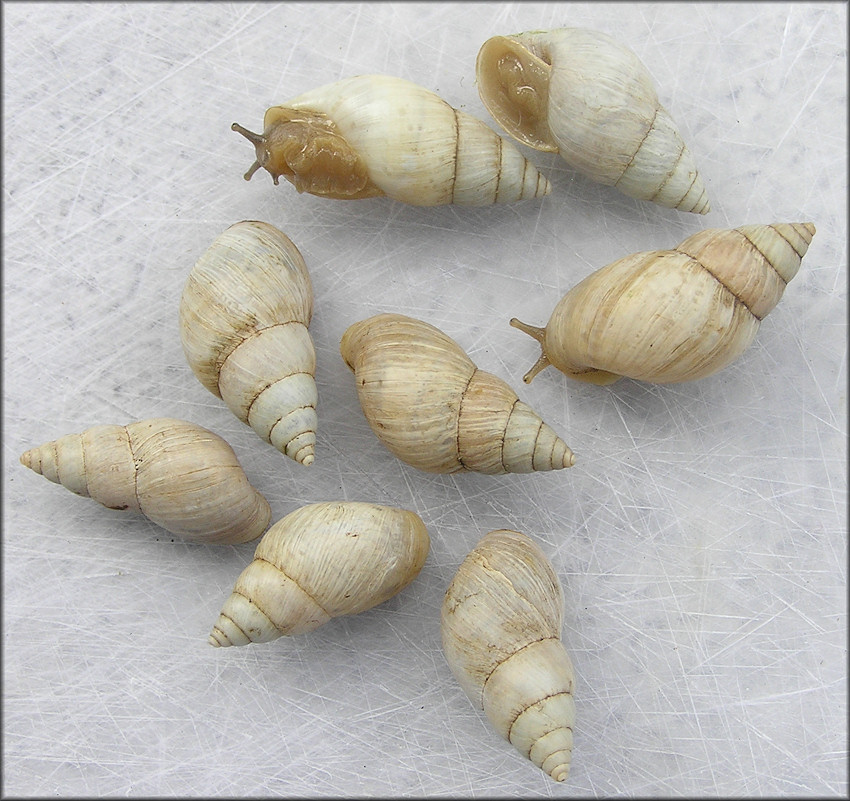 Bulimulus sporadicus (d’Orbigny, 1835) Light Colored Morph