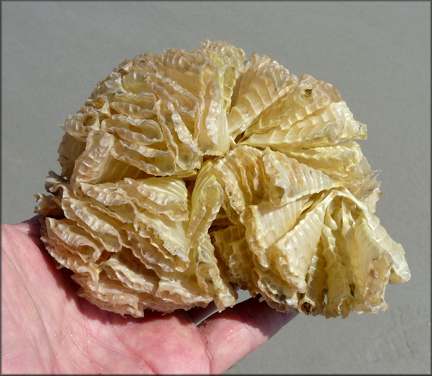 Triplofusus giganteus (Kiener, 1840) Horse Conch Egg Mass 