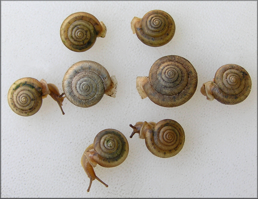 Comparison of live Daedalochila uvulifera from St. Johns Industrial Parkway in Duval County with specimens from St. Marks Pound Boulevard in St. Johns County