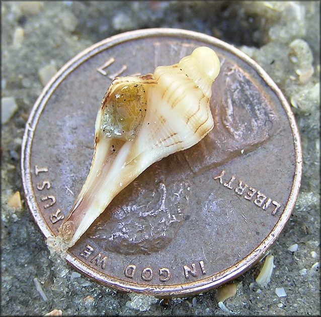 Busycon perversum (Linnaeus, 1758) Juvenile