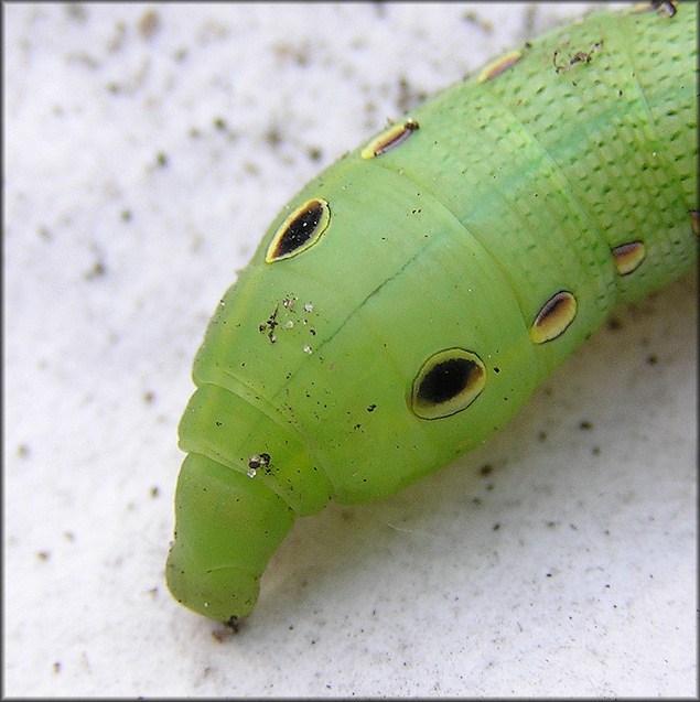  Tersa Spinx Moth Caterpillar (Xylophanes tersa) 
