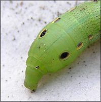  Tersa Spinx Moth Caterpillar (Xylophanes tersa)